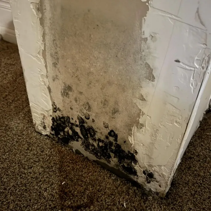 Professional Mold Removal in Marionville, MO